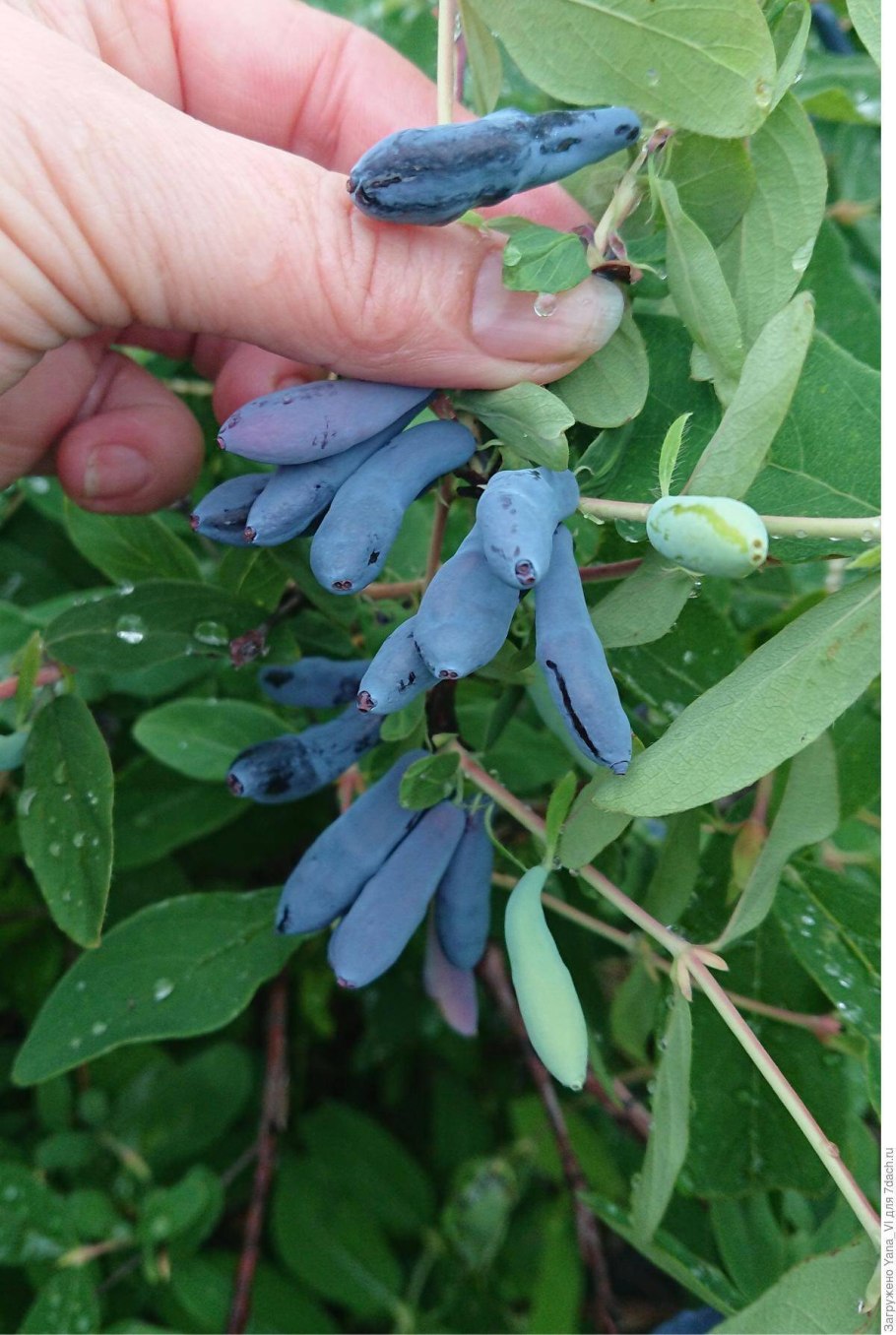 Жимолость сорт голубое веретено