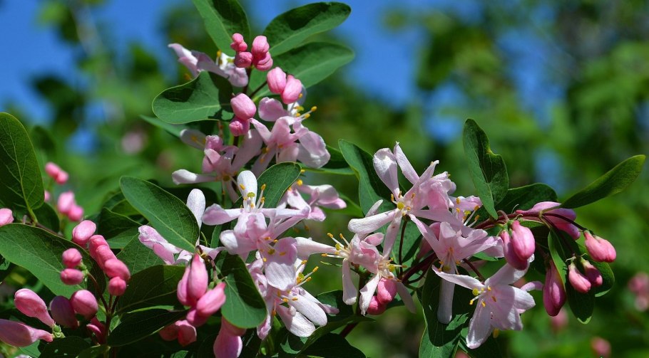 Жимолость Татарская Казанова