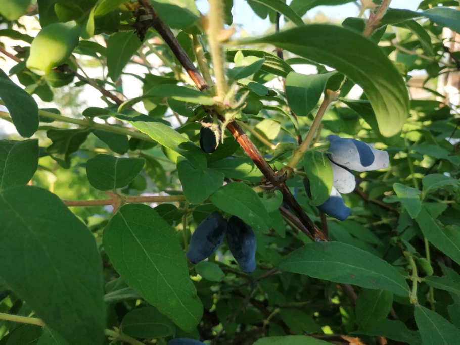 Жимолость съедобная