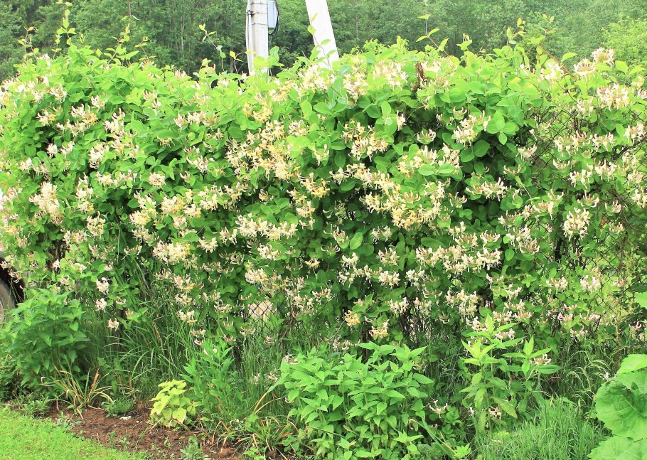 Жимолость каприфоль живая изгородь