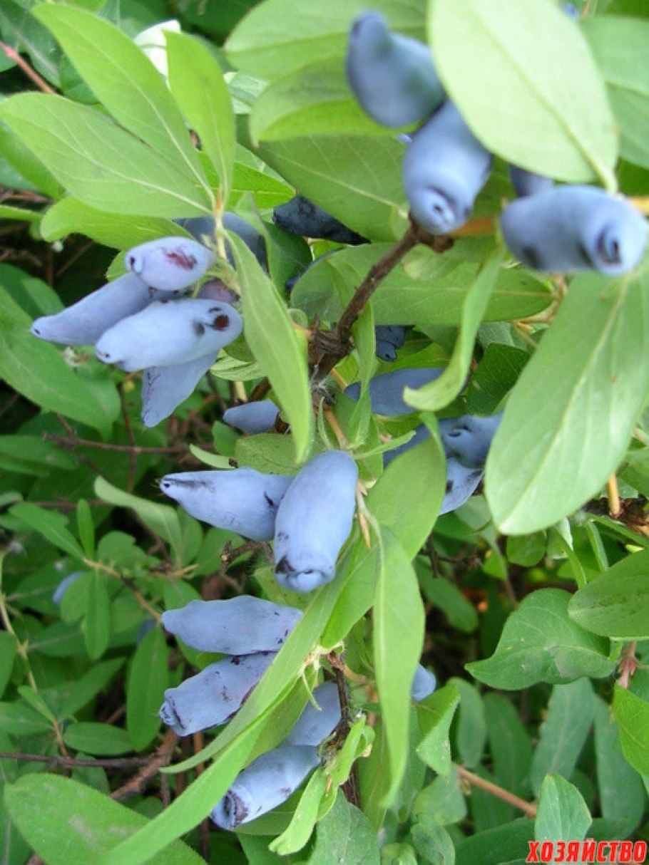 Жимолость съедобная лазурная
