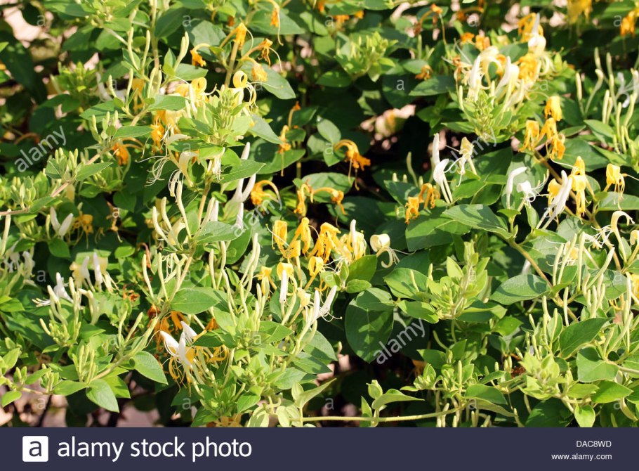 Жимолость Камчадалка куст