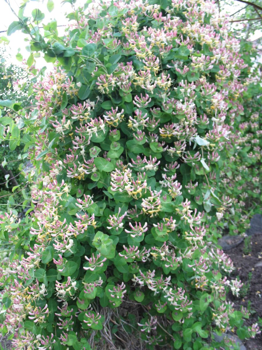 Душистая каприфоль жимолость