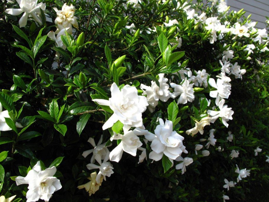 Гардения жасминовидная куст
