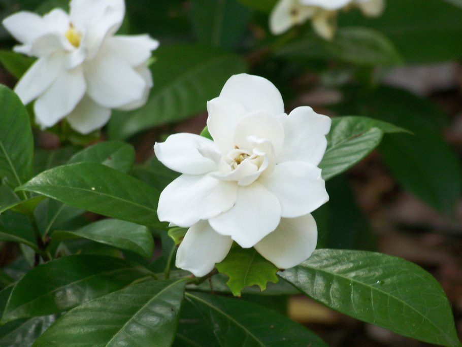 Гортензия жасминоидная