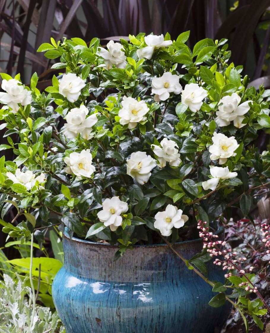 Гардения jasminoides