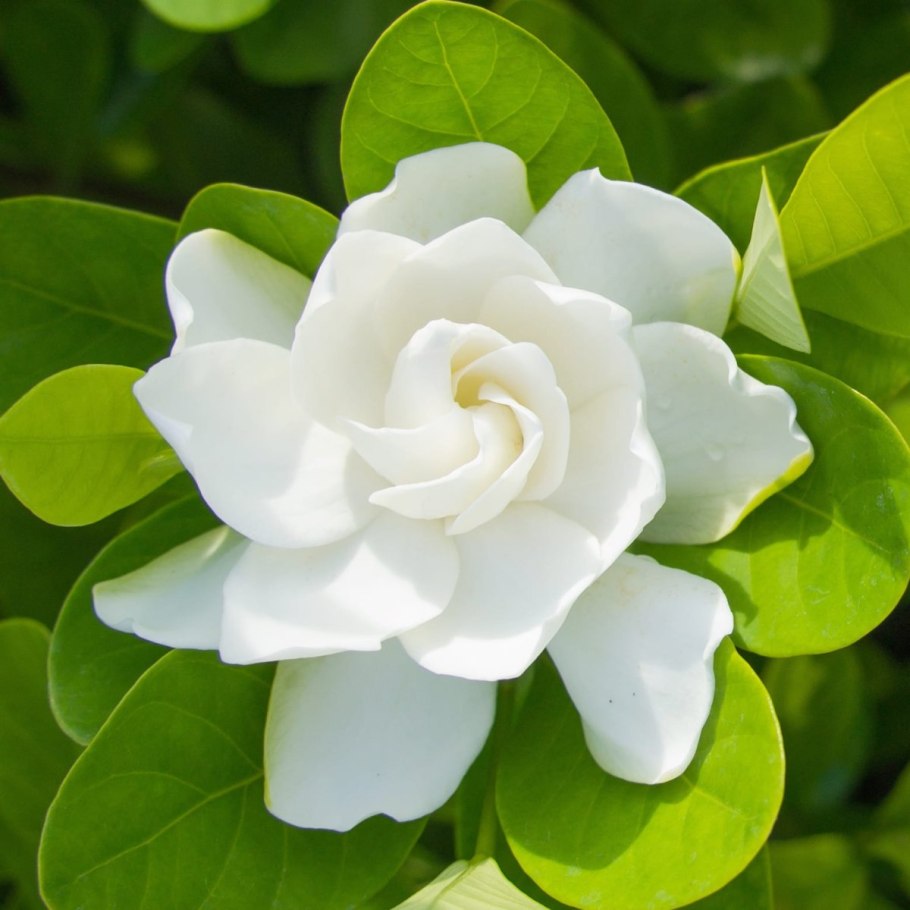 Gardenia jasminoides
