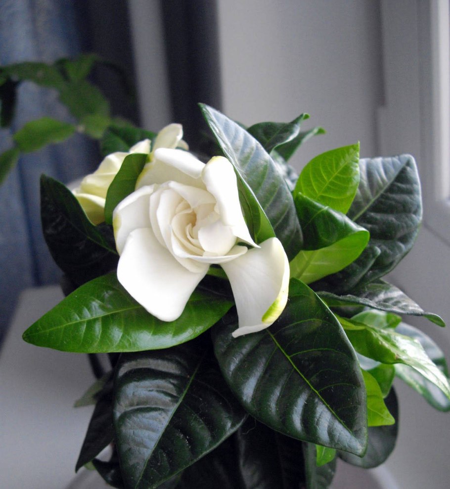 Гардения fragrant Flower