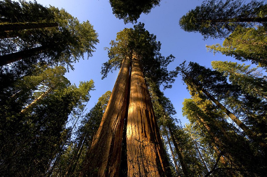 Секвойя вечнозелёная Sequoia sempervirens