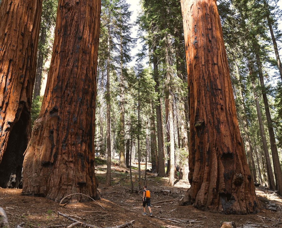 Национальный парк Секвойя США