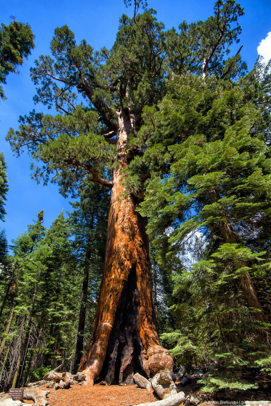 Национальный парк Секвойя Калифорния США