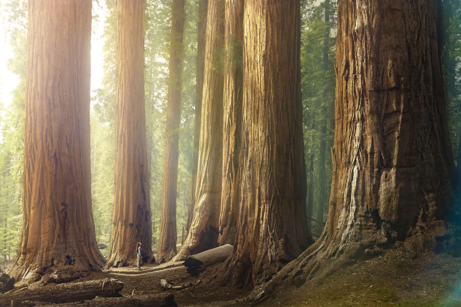 Секвойя дерево
