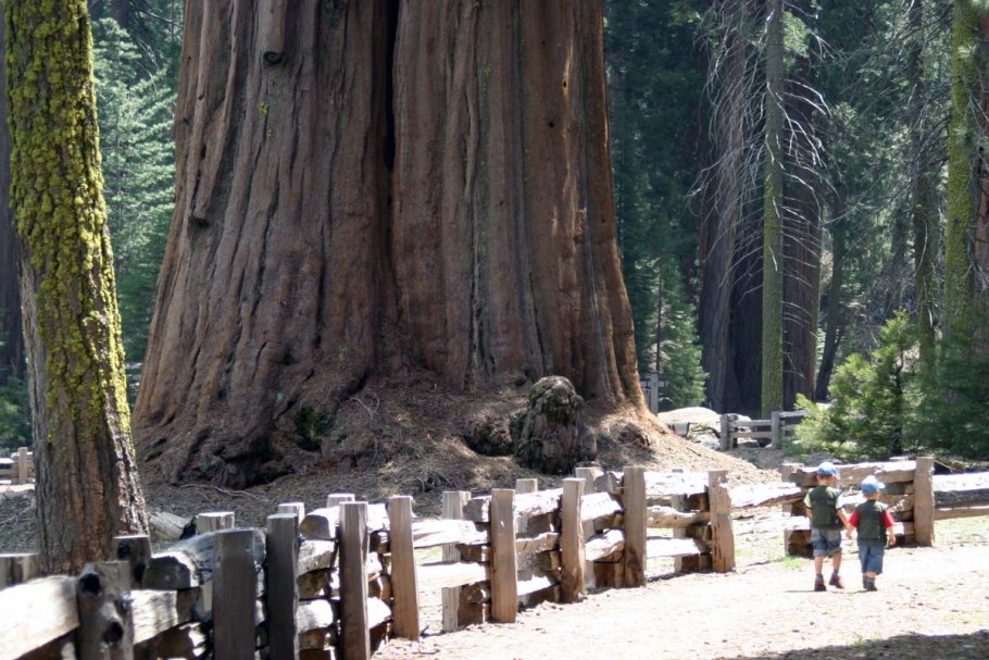 Генерал Шерман дерево