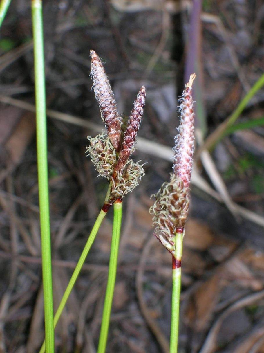 Осока Малышева корень