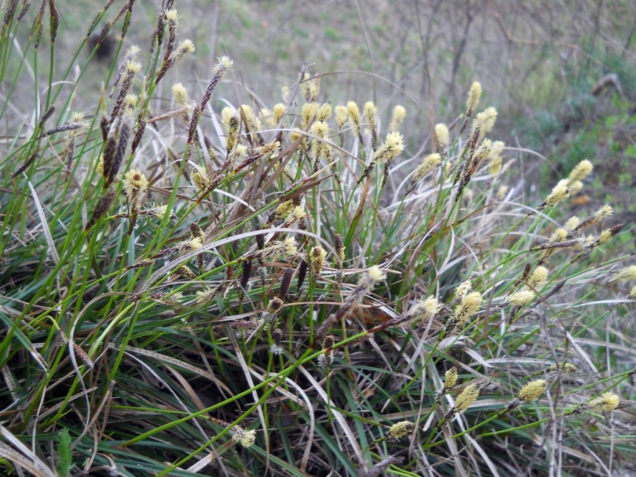 Осока верещатниковая фото