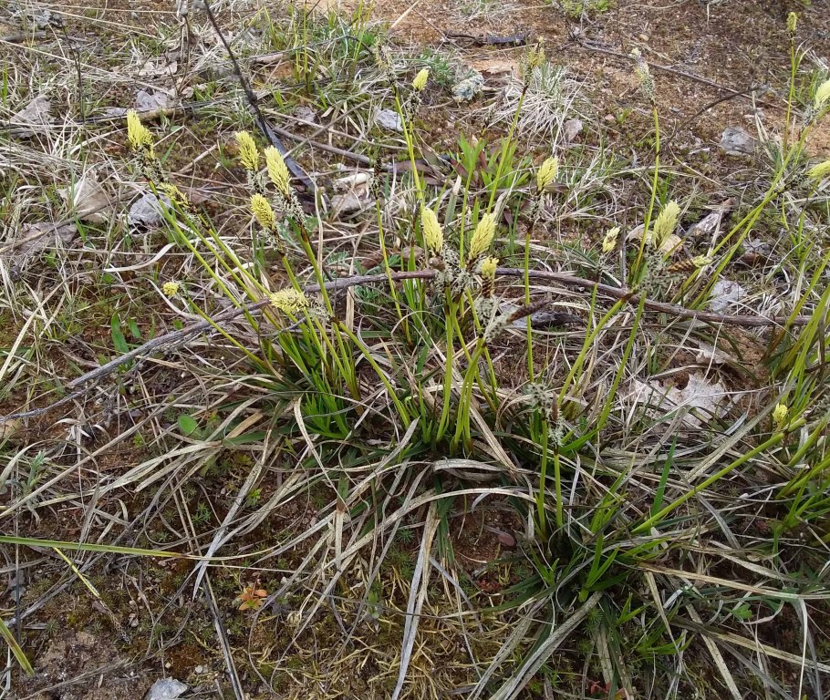 Осока заостренная