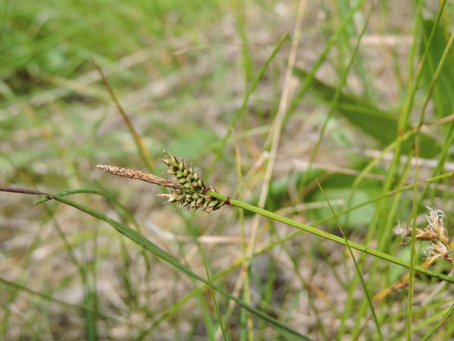 Осока плевельная
