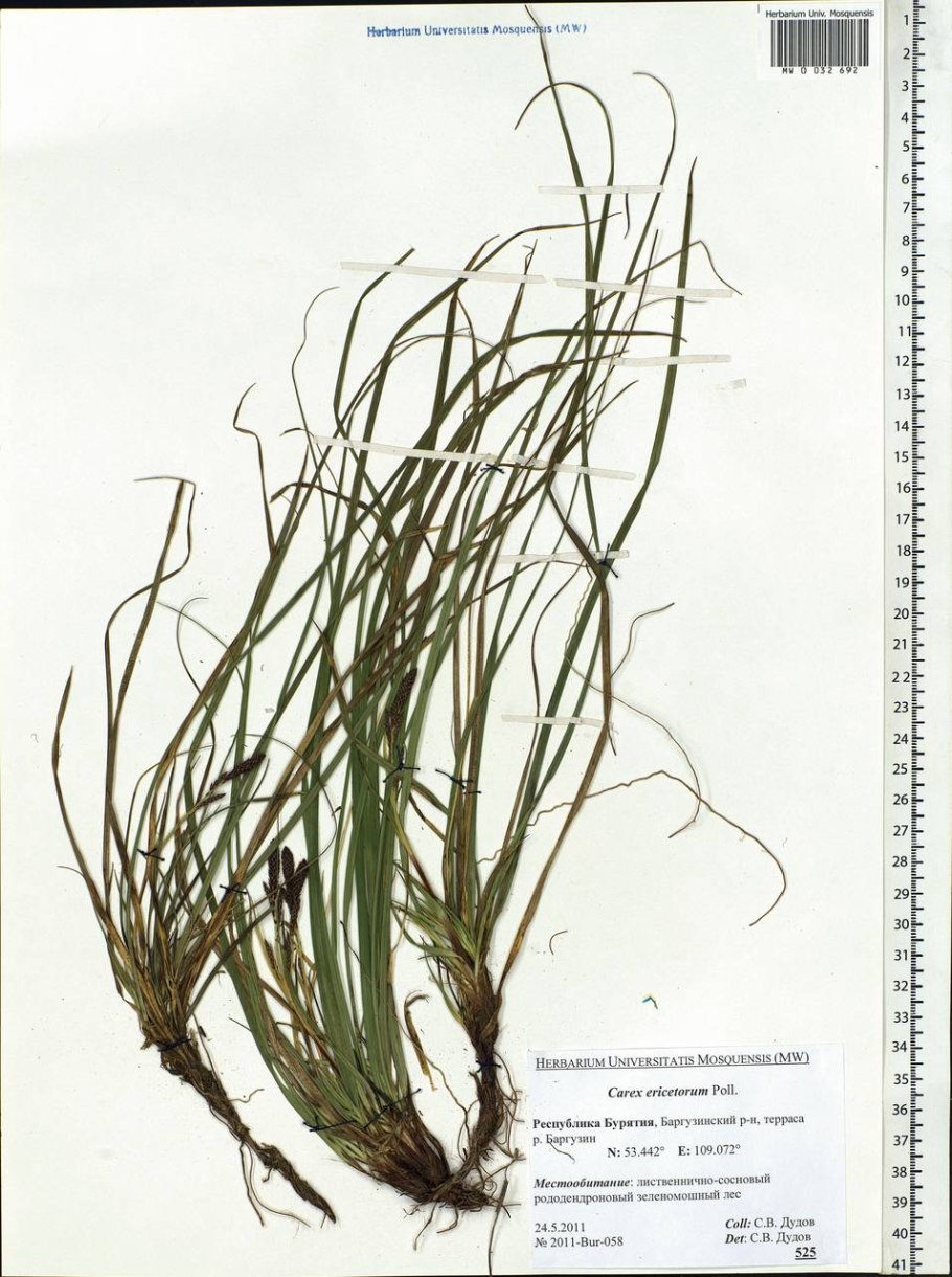 Carex vesicaria l. Осока пузырчатая