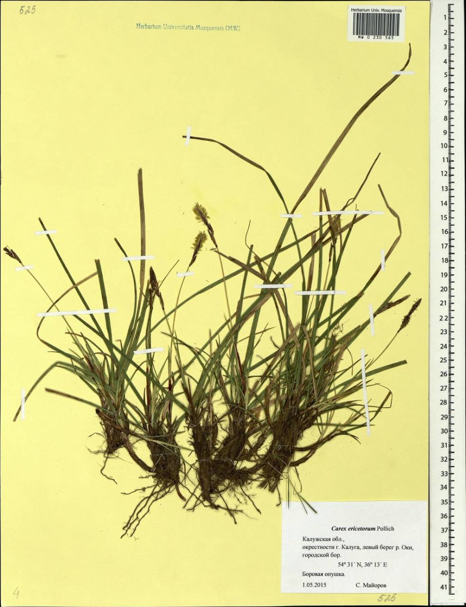 Carex pendula