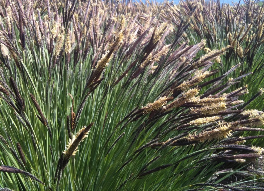 Осока теневая Carex umbrosa