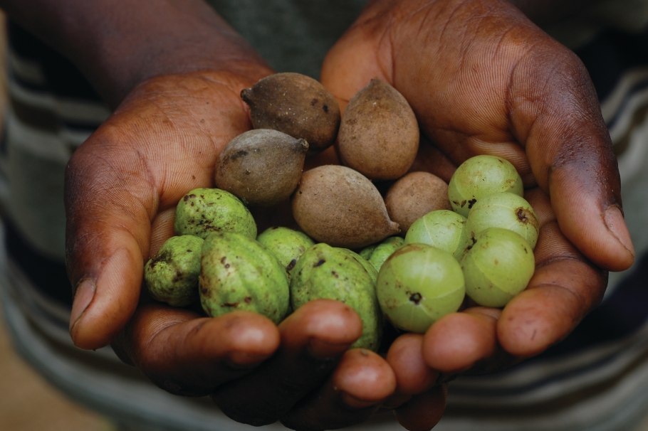 Харитаки бибхитаки