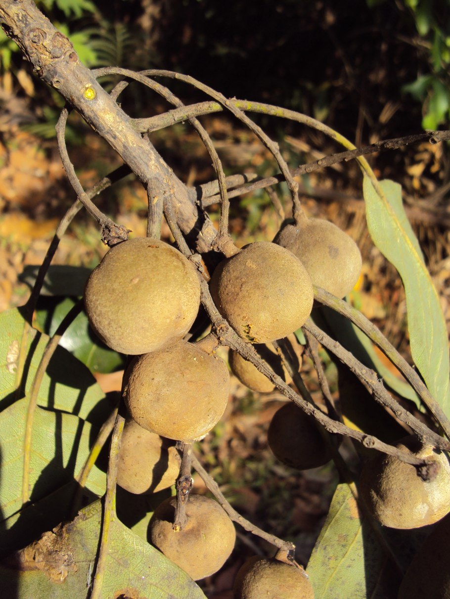 Харитаки бибхитаки