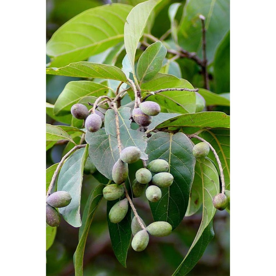 Харитаки бибхитаки