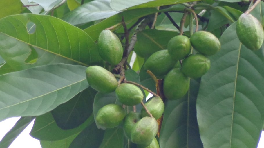 Харитаки (Terminalia chebula)