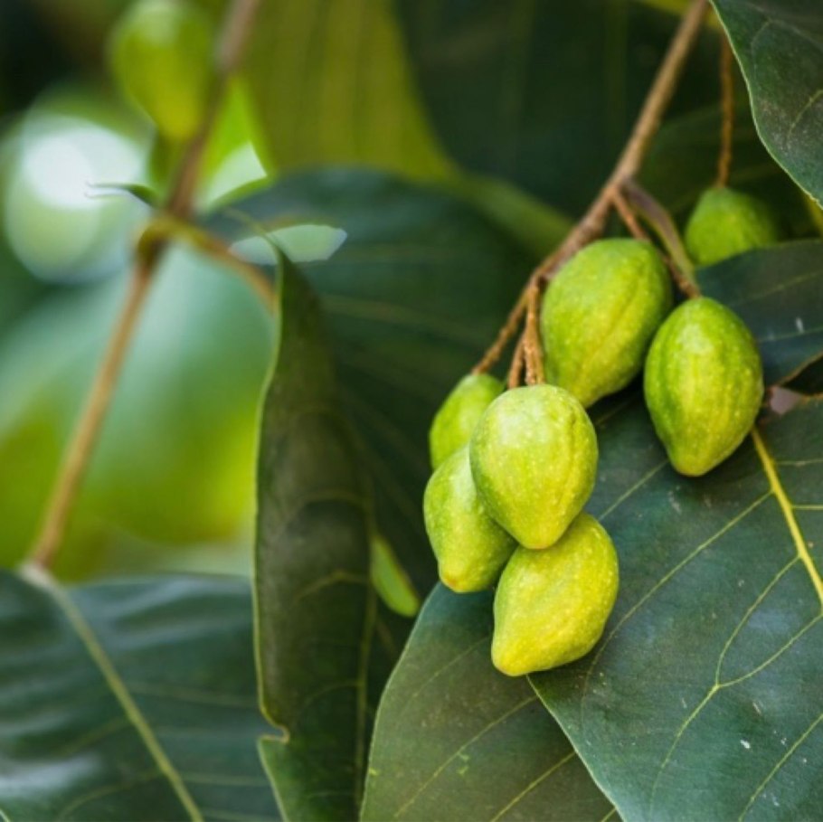 Харитаки растение