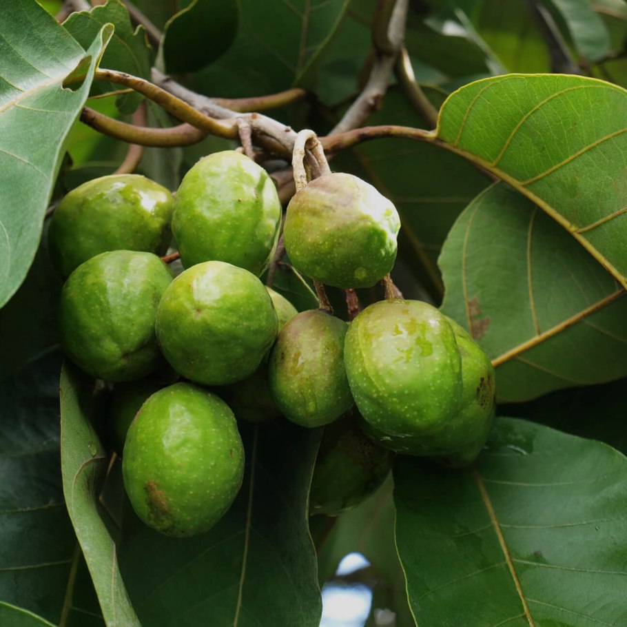 Трифала растение