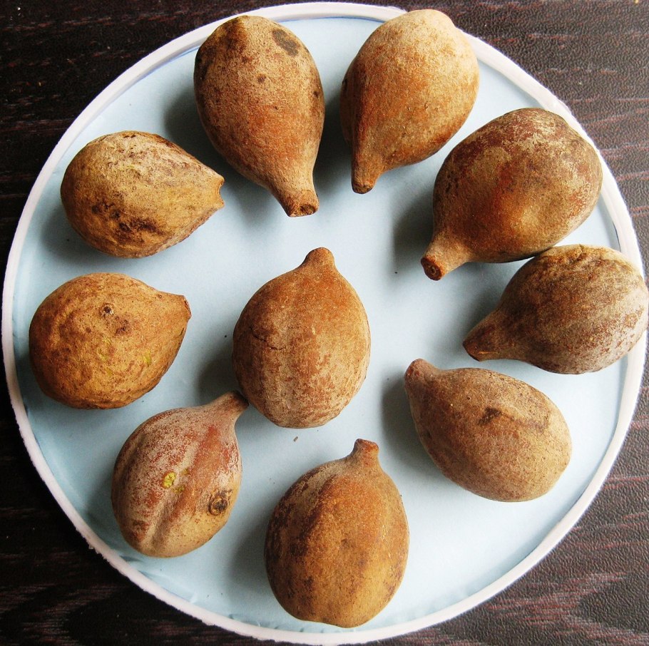 Бибхитаки (Terminalia bellerica)