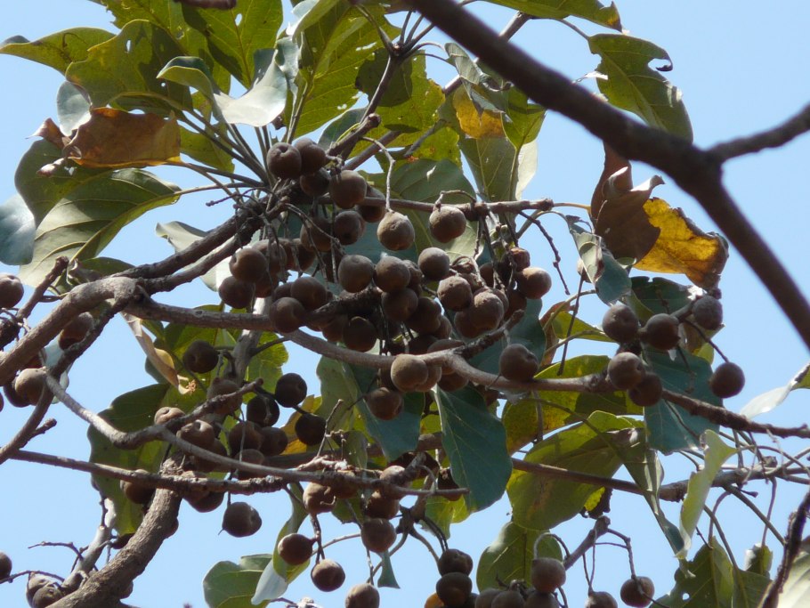 Терминалия белерика (бибхитаки