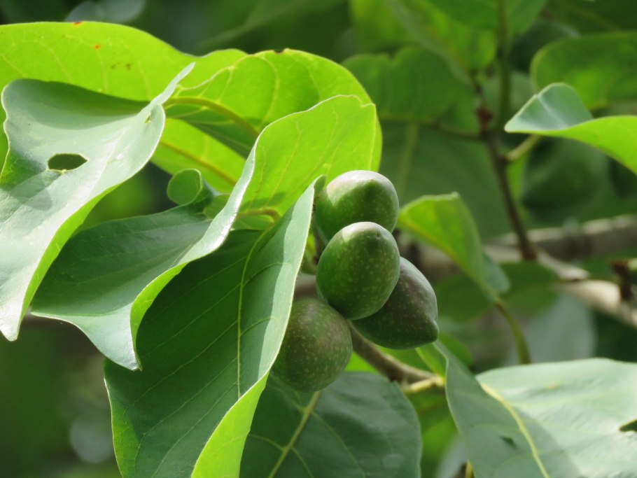 Бибхитаки (Terminalia bellerica)