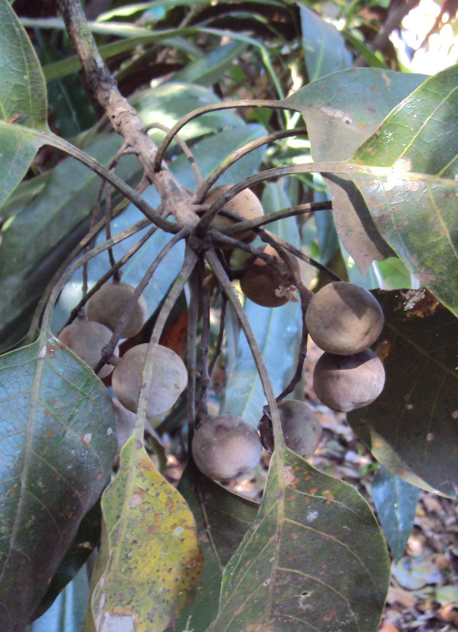 Terminalia chebula Retz