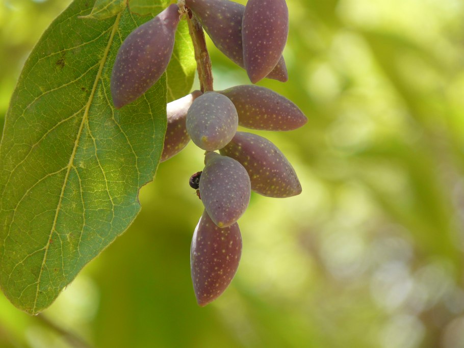 Миробалан хебула харитаки