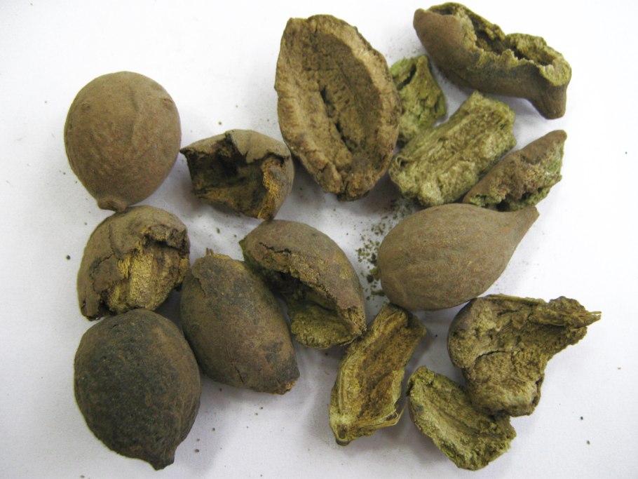 Терминалия Беллерика