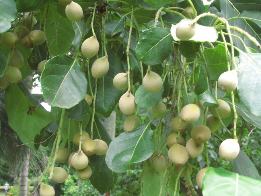 Бибхитаки (Terminalia bellirica)