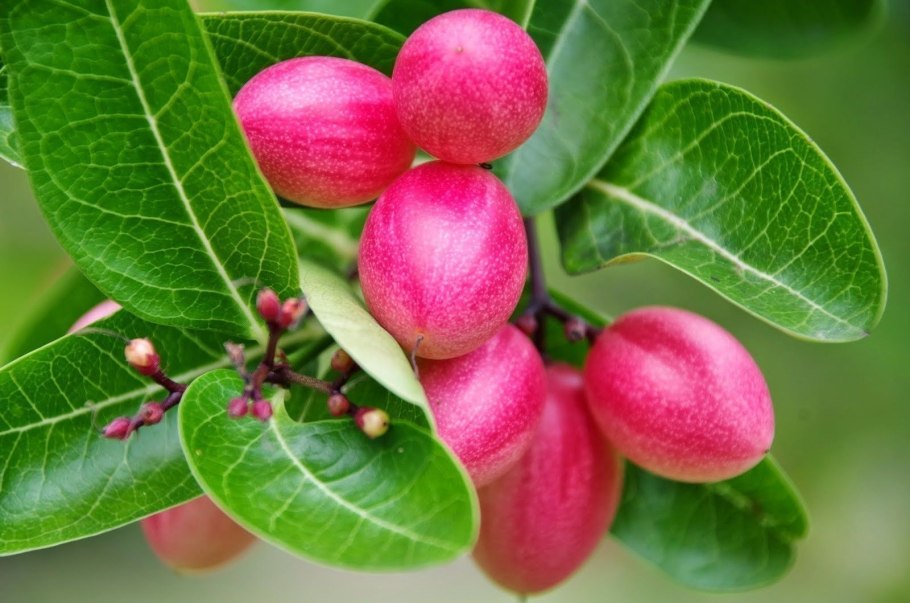 Терминалия хебула Terminalia chebula