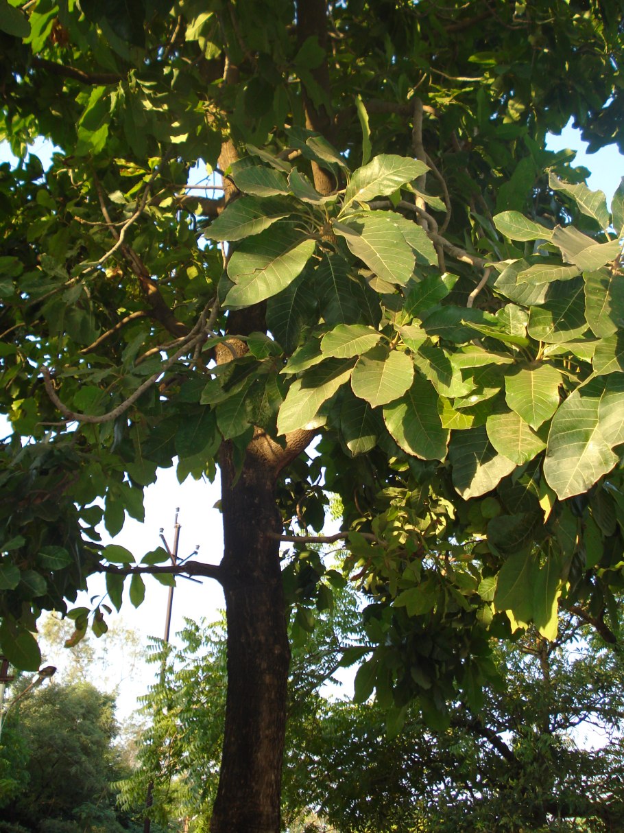 Терминалия Фердинанда