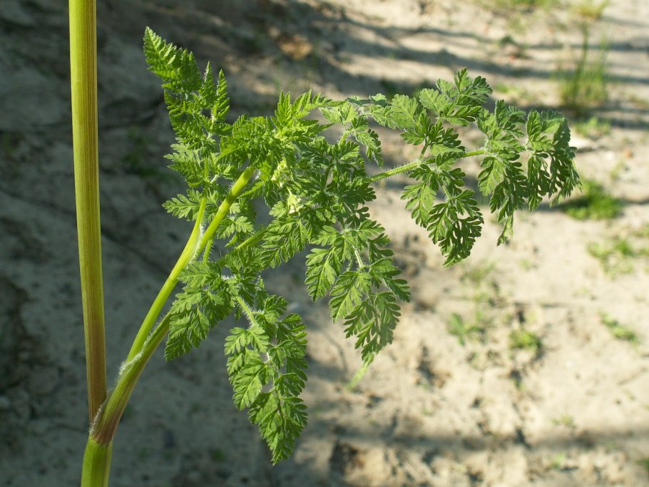 Бутень золотистый (Chaerophyllum Aureum l.)