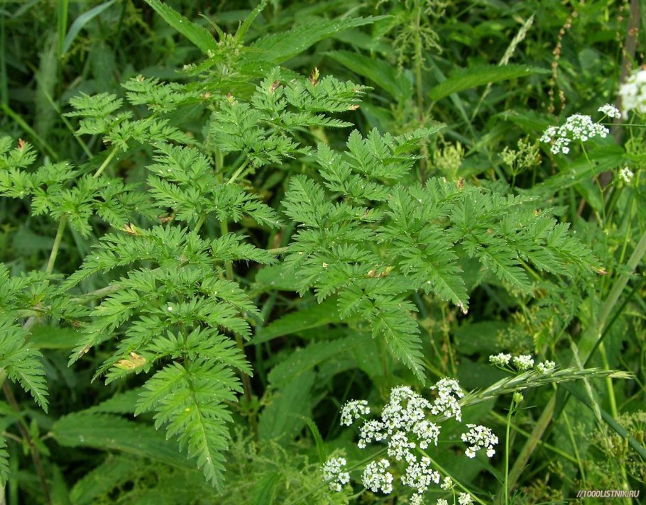 Chaerophyllum hirsutum