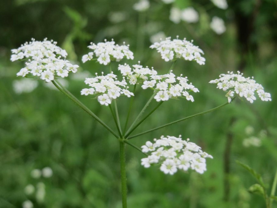 Бутень ароматный (Chaerophyllum aromaticum)