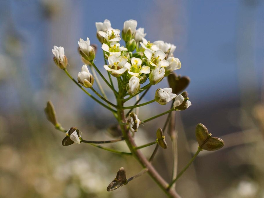 Ярутка Альпийская