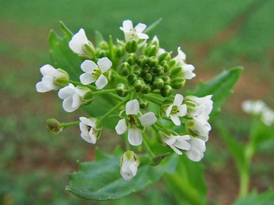 Крестоцветные – ярутка полевая.