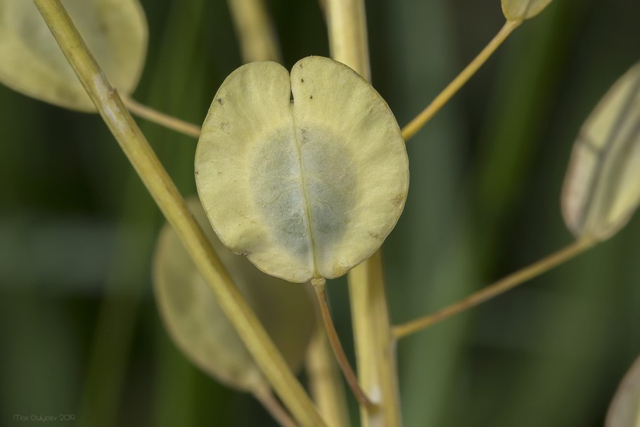 Лунария лунник