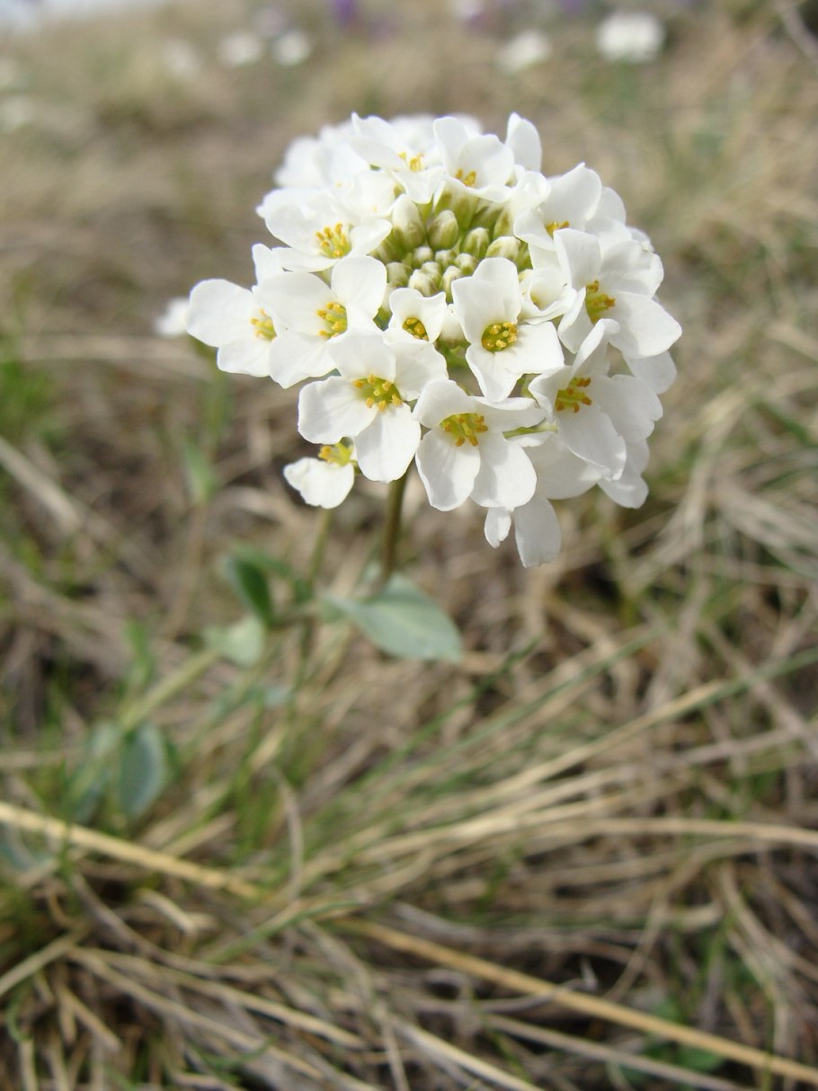 Ярутка ложечная