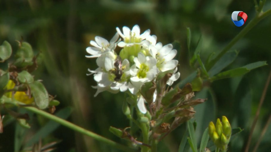 Гемикриптофиты в тундре