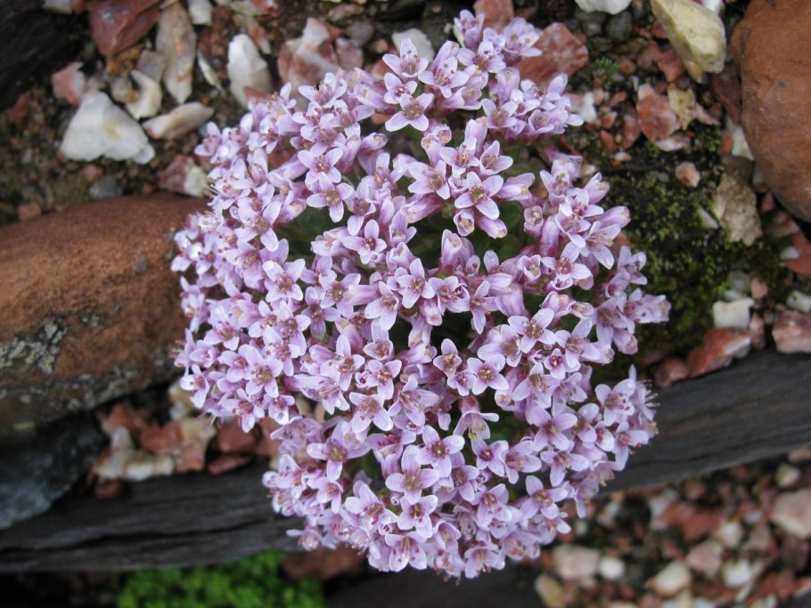 Валериана. (valeriana officinalis)