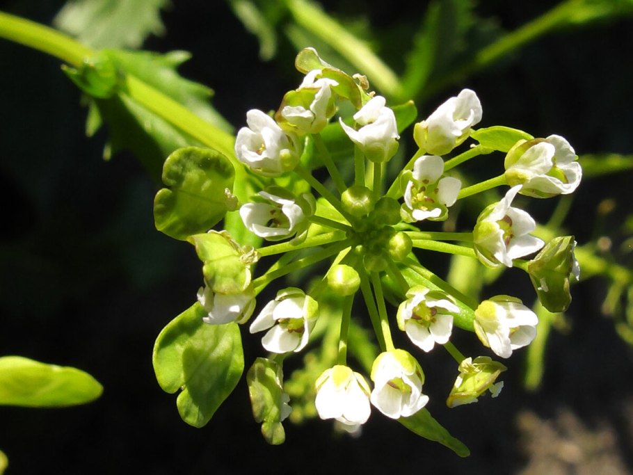 Ярутка Полевая