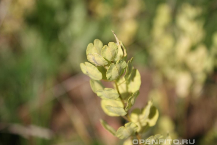 Ярутка полевая